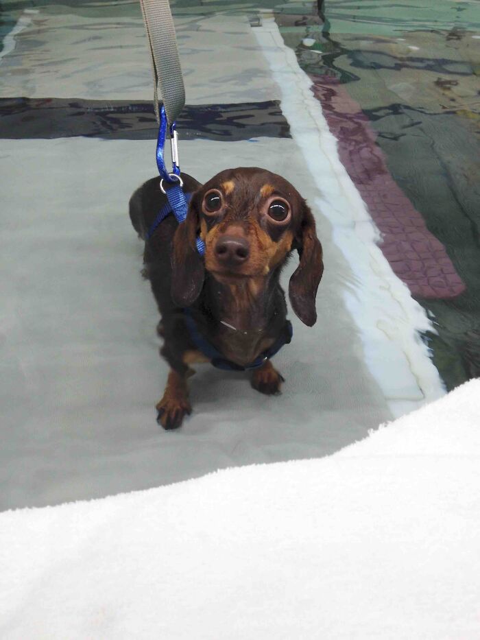 A brown dachshund with wide, expressive eyes stands in shallow water, showing a stage of betrayal. Funny pets in water.