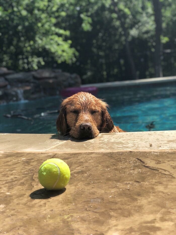 Wet golden retriever in pool, chin on edge, eyes closed, tennis ball. Hilarious pet in water showing betrayal.