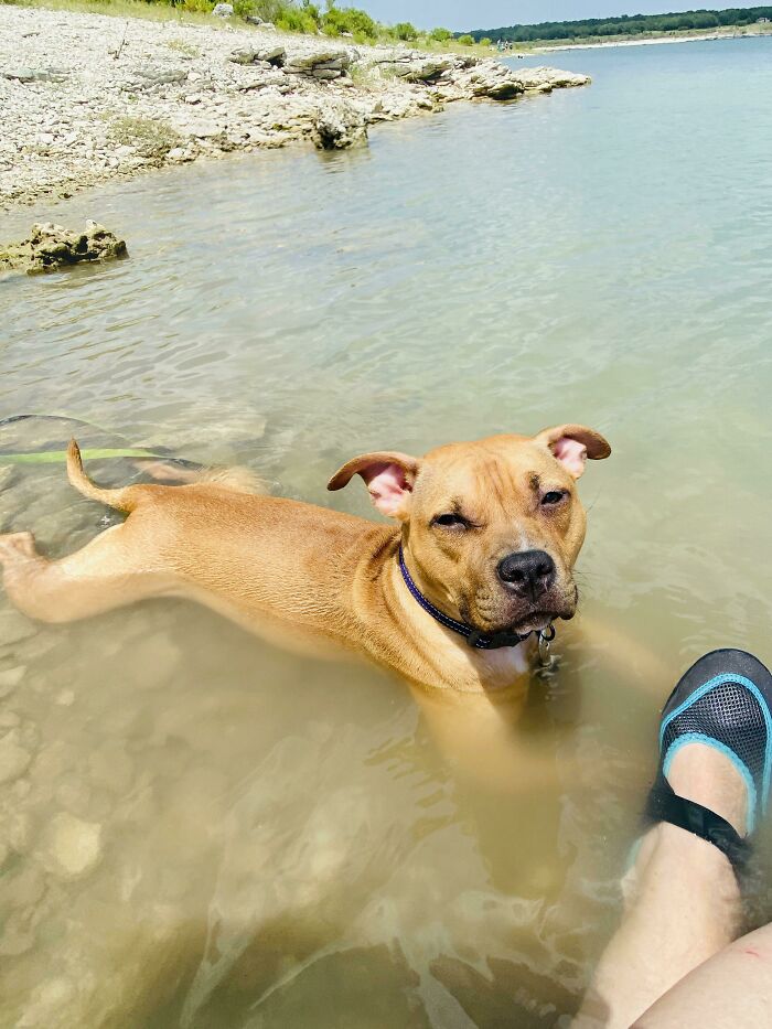 Tan dog in water with a skeptical look, beside a human foot. Hilarious photos of pets in water, capturing betrayal.