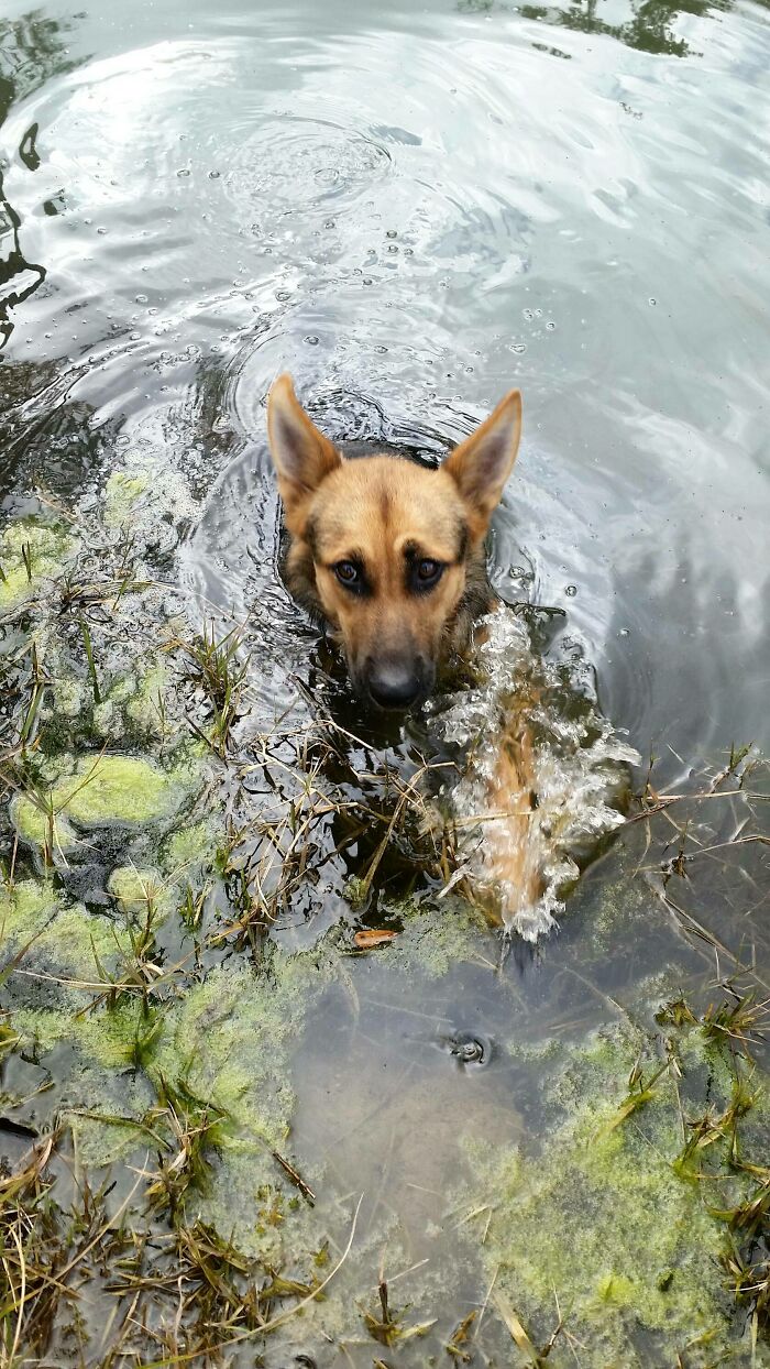 Brown dog's head emerges from murky, algae-filled water, sporting a look of betrayal, typical of pets in water.