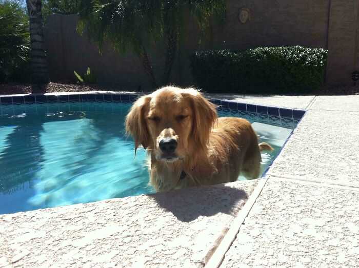 Golden retriever in pool, eyes closed, showing a stage of betrayal. A hilarious photo of pets in water.