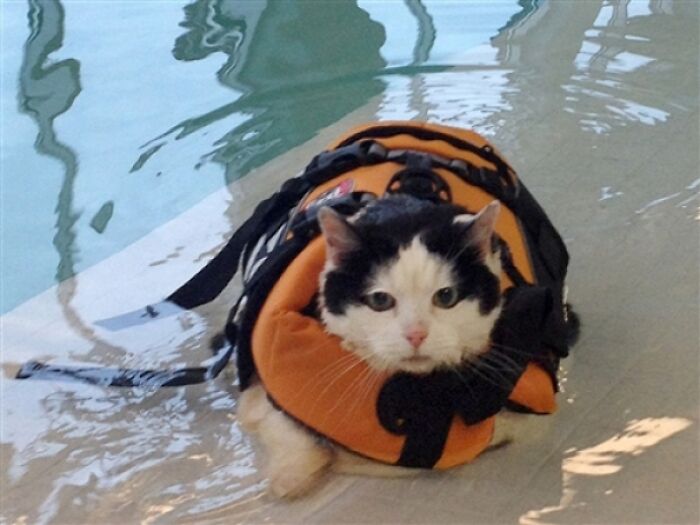 Black and white cat in an orange life vest, floating in pool water with a look of betrayal. A hilarious photo of pets in water.