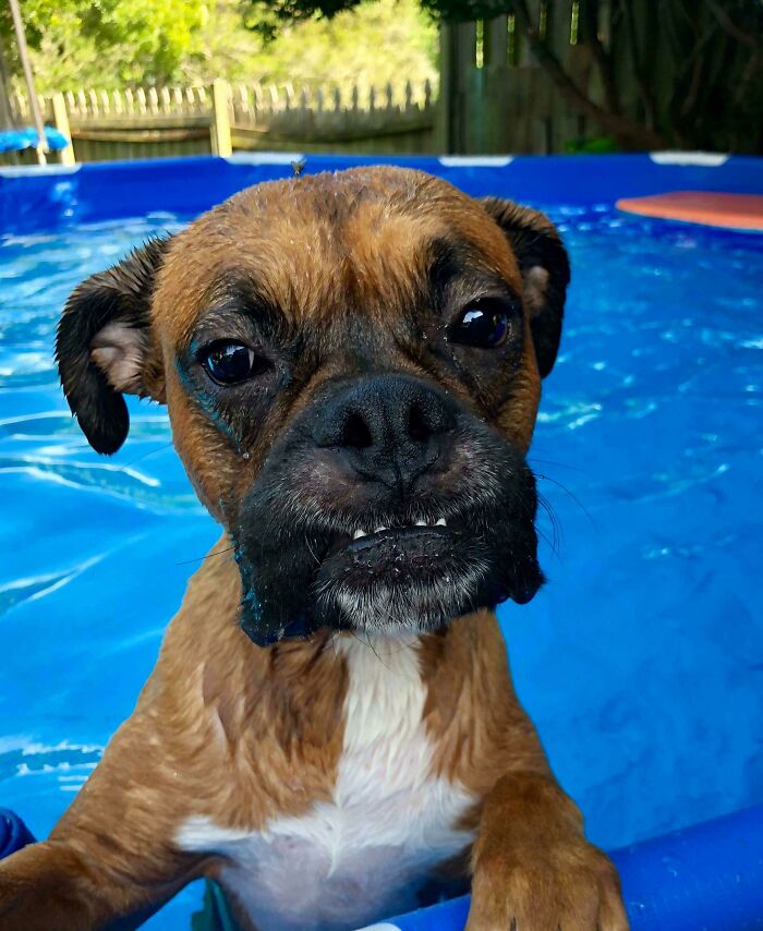 Hilarious wet boxer dog with a grumpy face in a blue pool, capturing a funny stage of pet betrayal in water.