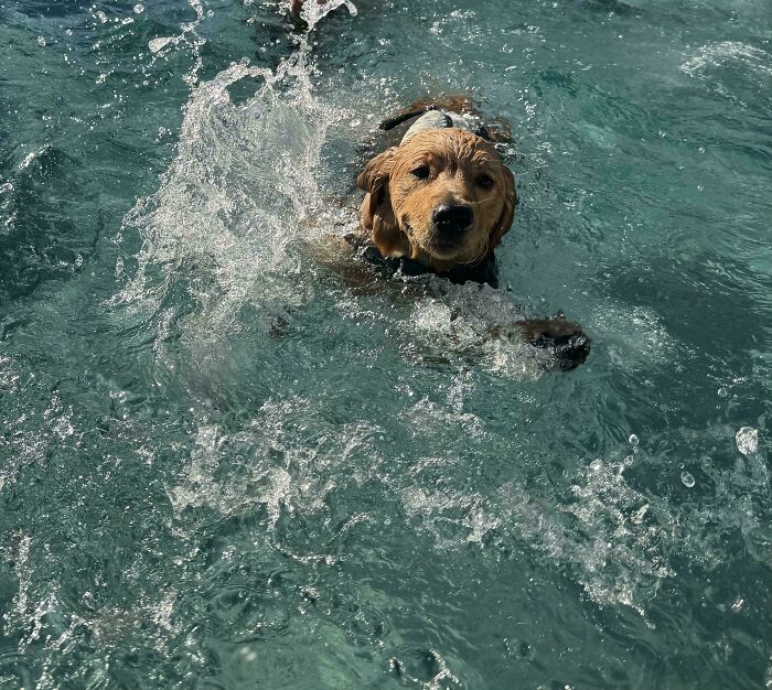 Golden retriever puppy swimming and splashing in clear blue water. A hilarious photo of pets in water.