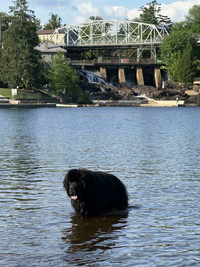 A huge black Newfoundland dog stands waist-deep in water, tongue out, with a bridge and dam in the background. Pets in water.
