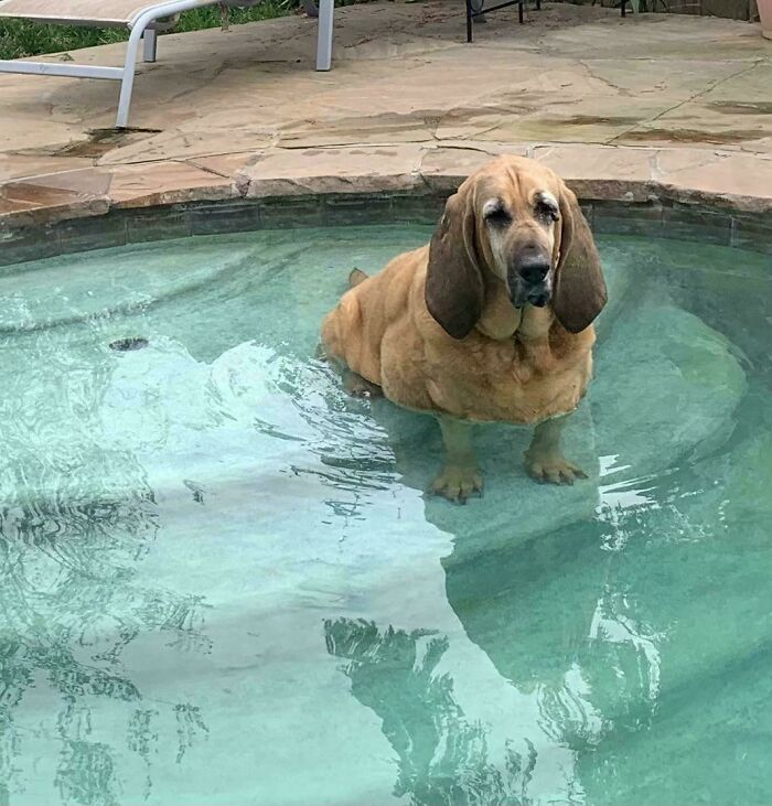 Sad-looking Bloodhound dog standing chest-deep in pool water. A funny image of pets in water, capturing resignation.