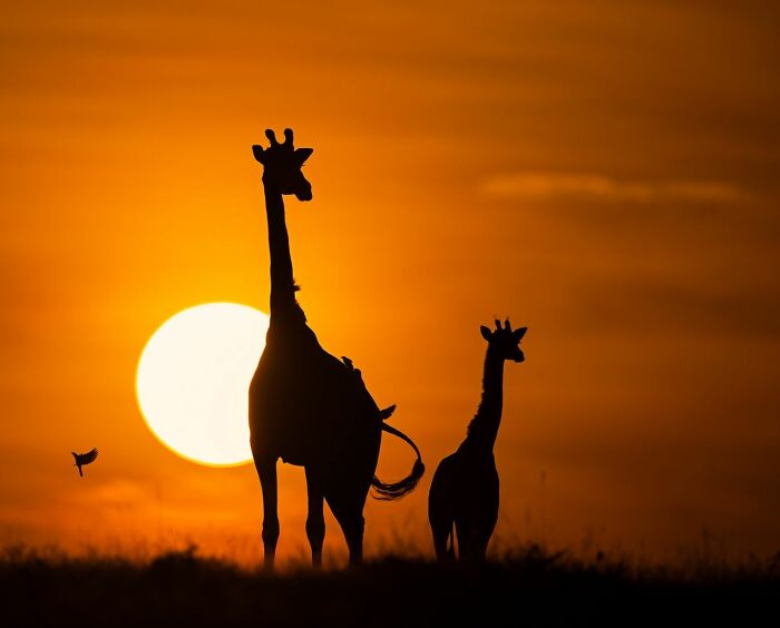 “Light Bulb Giraffe & Oxpeckers” By Raad Al Btoush