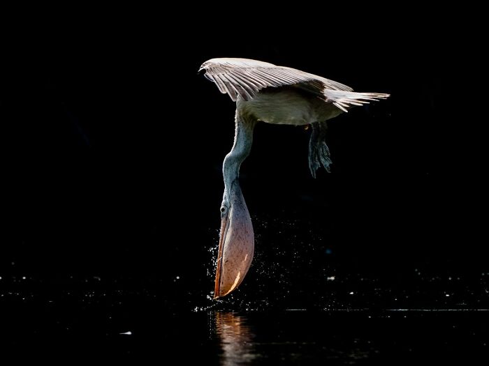 “Table Manners” By Bence Máté