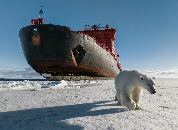 “The Bear On The North Pole” By Vadim Makhorov