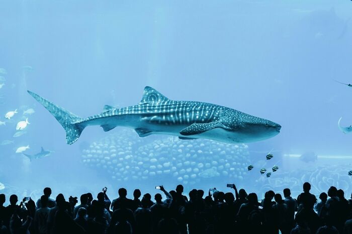 “Super Big Fish In The Aquarium” By Chen Hang