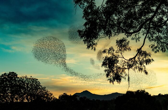 “Murmuration Sunset” By Aya Okawa