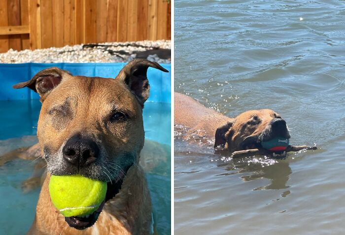 Two photos of a brown dog. Left: dog in a pool with a tennis ball, winking. Right: dog swimming in water with a stick. Pets in water.