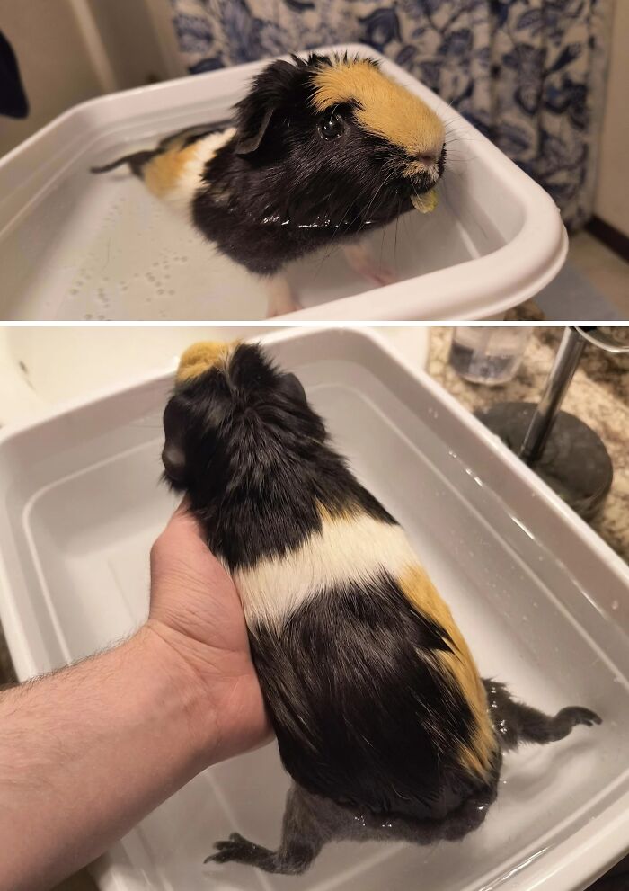 A wet guinea pig in a white basin, looking directly at the camera, then held by a hand. Hilarious photos of pets in water.
