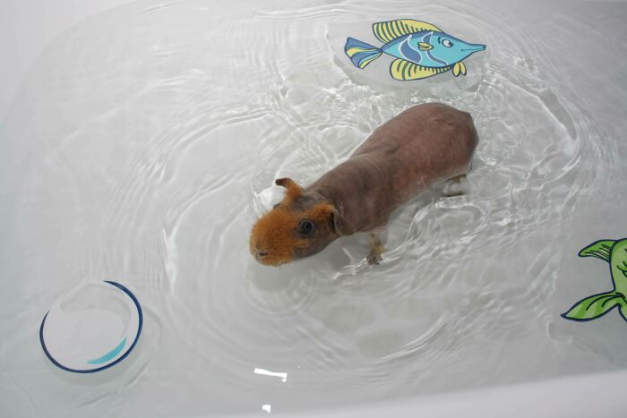 Hairless guinea pig, a pet in water, looking up from a tub with floating fish toys, capturing a stage of betrayal.