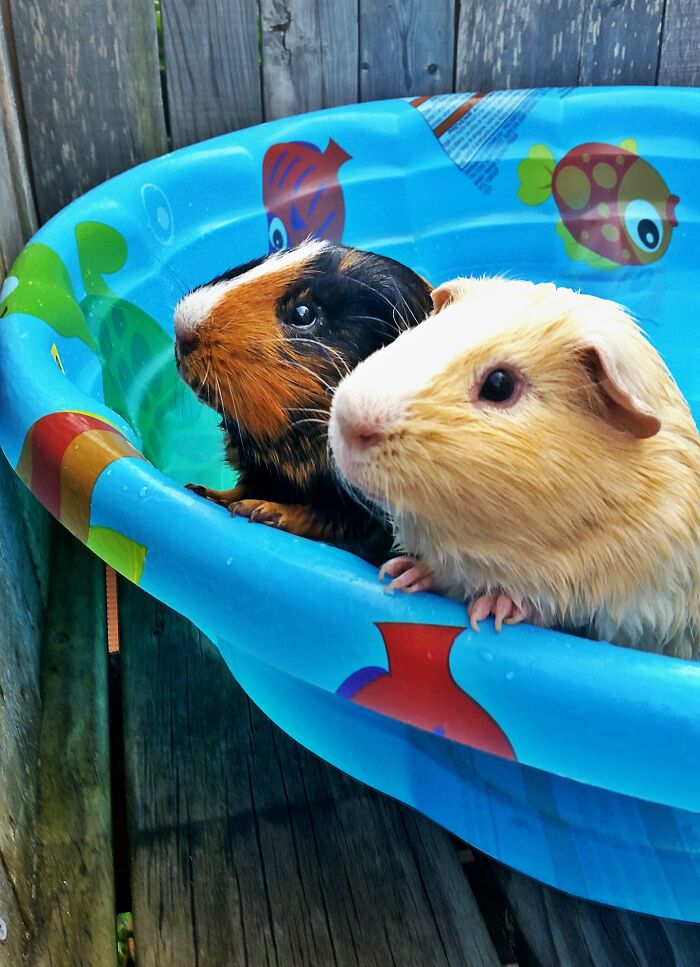Two wet guinea pigs, black/brown/white & blonde, look wide-eyed in a blue pool. Hilarious pets in water.