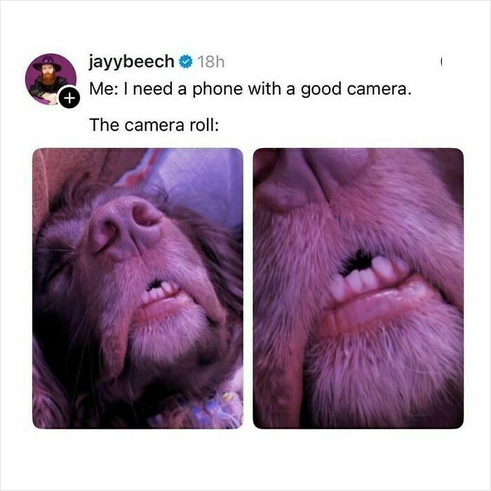 Close-up photos of a sleepy dog’s face showing funny and mischievous expressions in a hilarious dog meme.