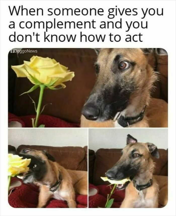 Funny dog smelling and biting a yellow rose, showing cute and mischievous behavior in a cozy indoor setting.