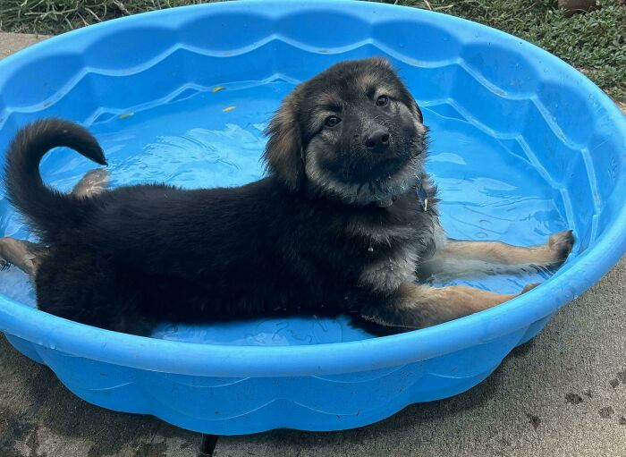 Cute, fluffy puppy with dark fur lies in a blue kiddie pool, looking directly at the camera. A hilarious photo of pets in water.