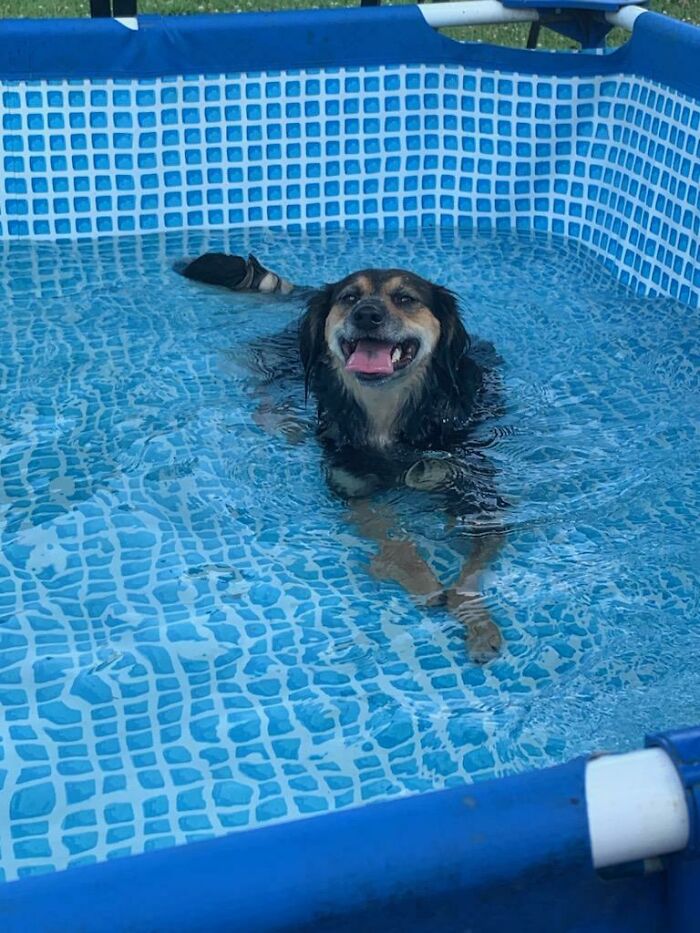 A happy black and tan dog smiles while swimming in a blue-lined pool. A hilarious moment of pets in water.