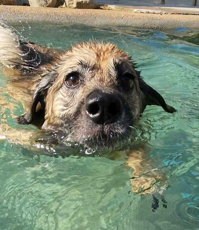 Wet dog with a betrayed expression swimming in clear water, a hilarious photo of pets in water.