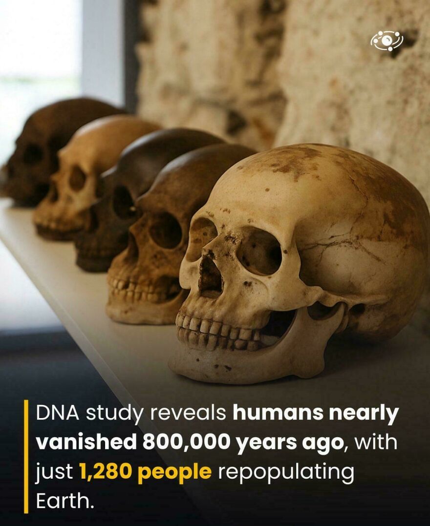Row of ancient human skulls on display representing history and fun facts about humans nearly vanishing 800,000 years ago.