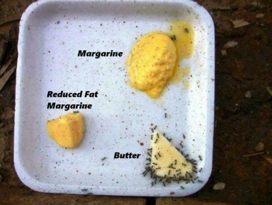 Comparison of margarine, reduced fat margarine, and butter with ants attracted mostly to butter in a fun and interesting fact display.