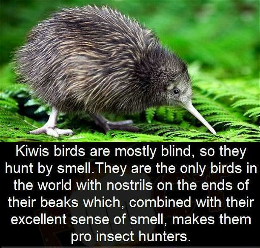 Kiwi bird on green foliage illustrating interesting and fun facts about unique bird sense of smell and hunting skills.