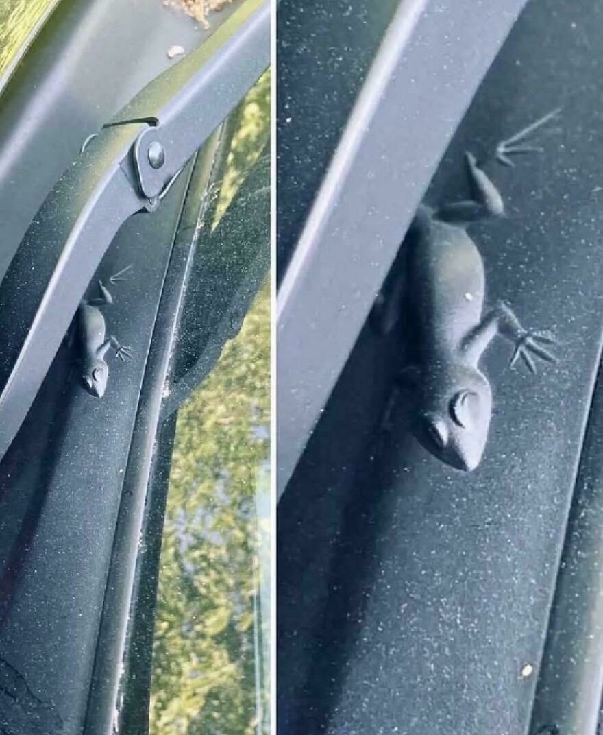 Small lizard blending in on a car windshield wiper, an interesting and fun fact that might surprise you.