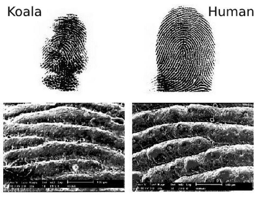 Koala and human fingerprints compared with close-up microscopic views showing unique patterns and fun facts about prints.