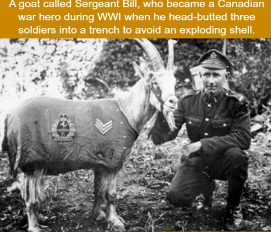 A historic black and white photo of Sergeant Bill the goat war hero marked with military badges and a soldier beside him.