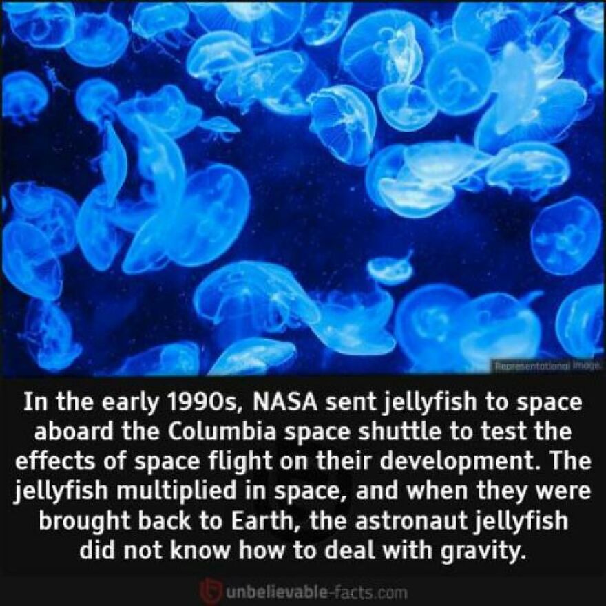 Glowing jellyfish swimming in dark water with a fun fact about NASA sending jellyfish to space in the 1990s.