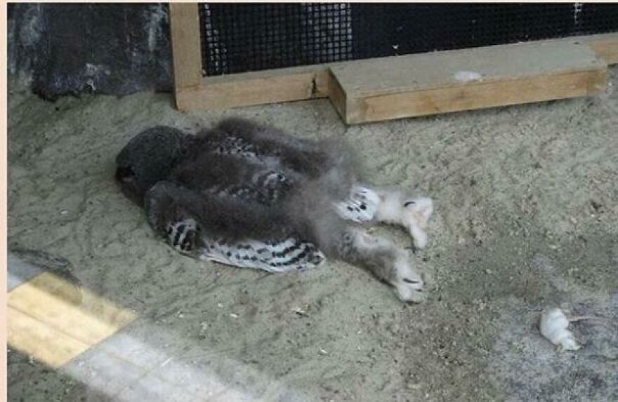 Baby owl lying on the ground inside an enclosure, showcasing a surprising and interesting fun fact about owls.