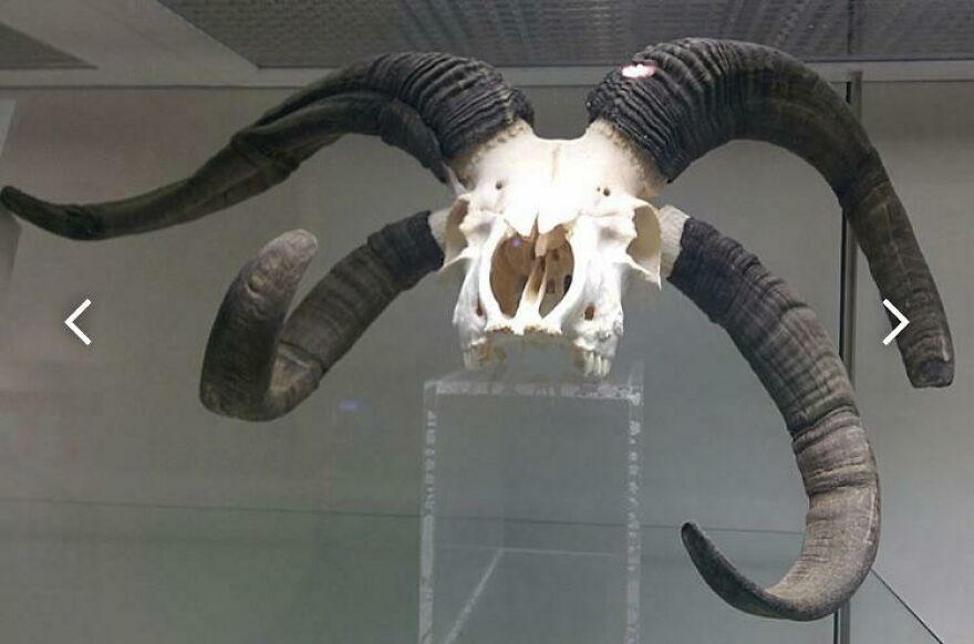 Skull with large curved horns displayed in a museum exhibit, perfect for learning interesting and fun facts enthusiasts.