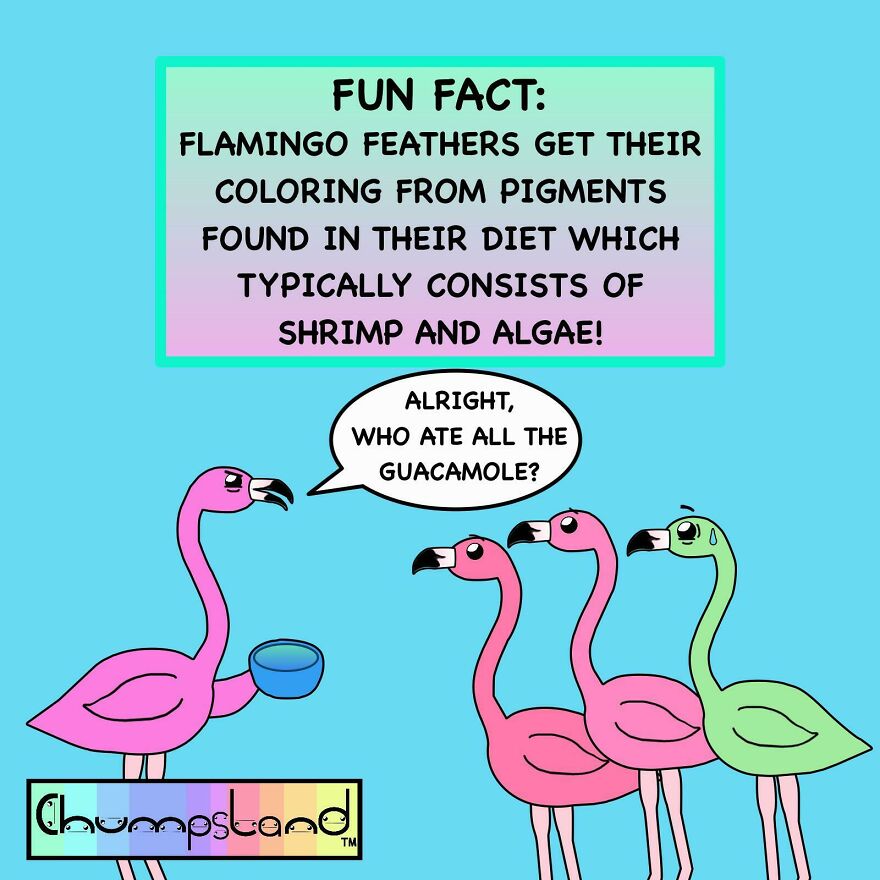 Cartoon flamingos sharing a fun fact about flamingo feathers and diet, highlighting interesting and fun facts.