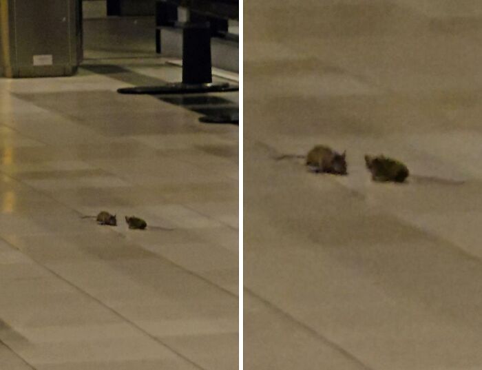 Two mice scurrying across the floor at a chaotic airport, highlighting unexpected airport scenes.