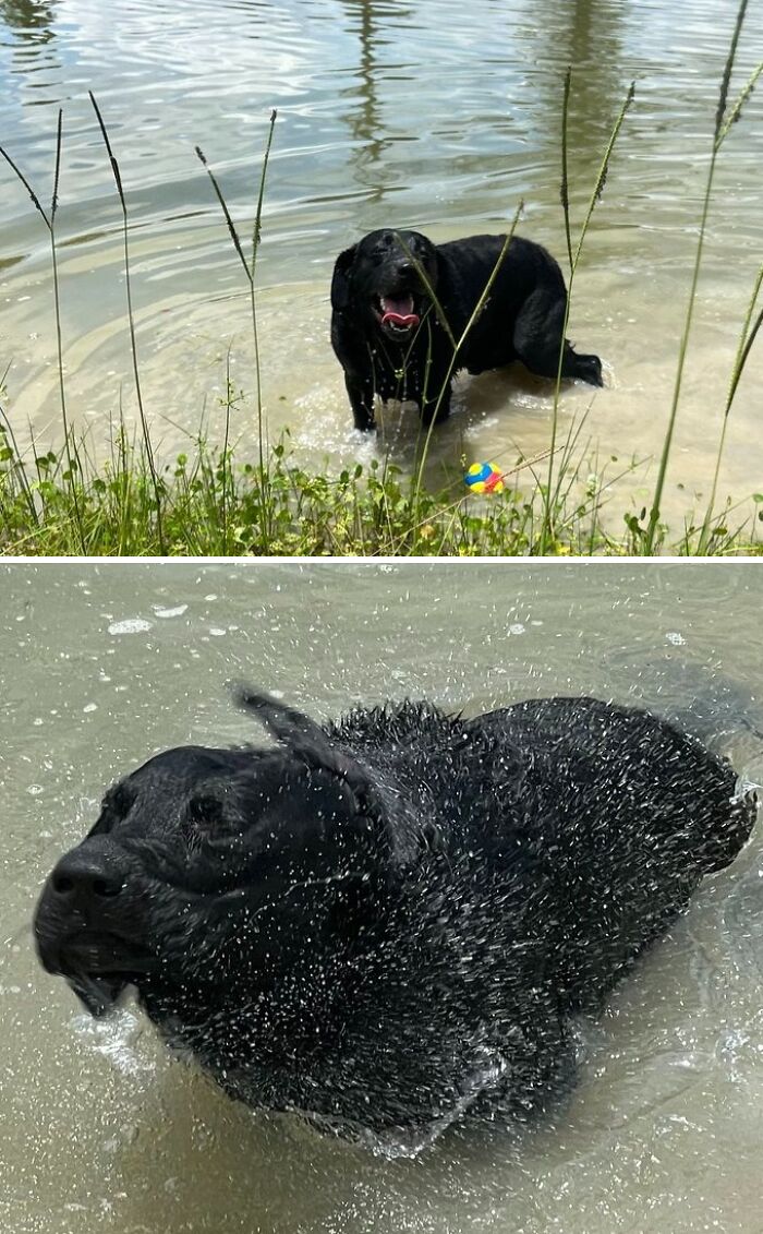 Hilarious photos of pets in water: A happy black dog standing in shallow water, then vigorously shaking off water droplets.