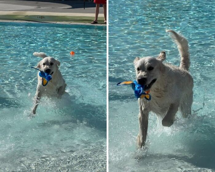 Happy golden retriever playing with a toy, running through water in a pool. One of many hilarious pets in water.