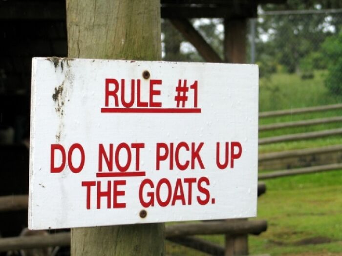 A white sign with red text reads Rule #1 Do Not Pick Up The Goats, an example of oddly specific rules.