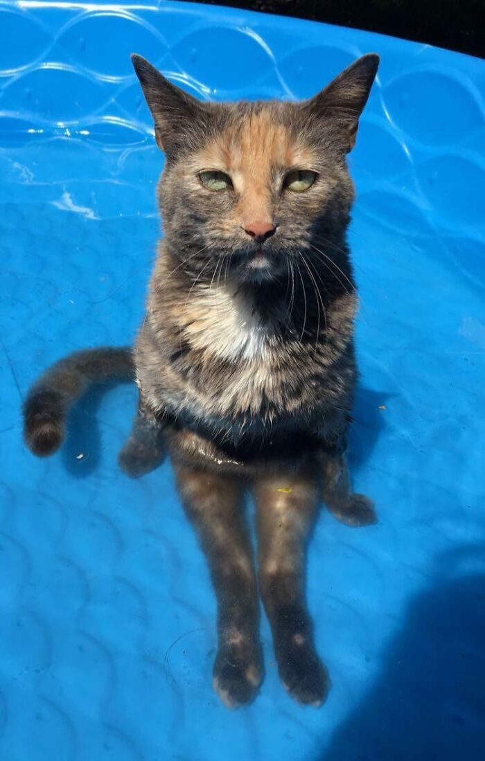 A tortoiseshell cat standing in a blue pool, captured in a hilarious photo of a pet in water at a stage of betrayal.