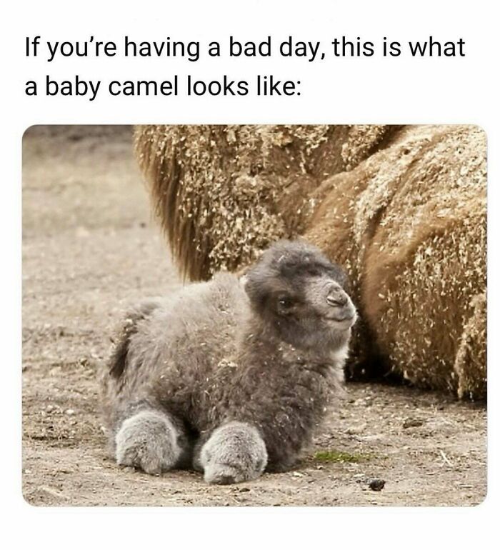 Uplifting post featuring an adorable baby camel, a much-needed break from daily stresses.