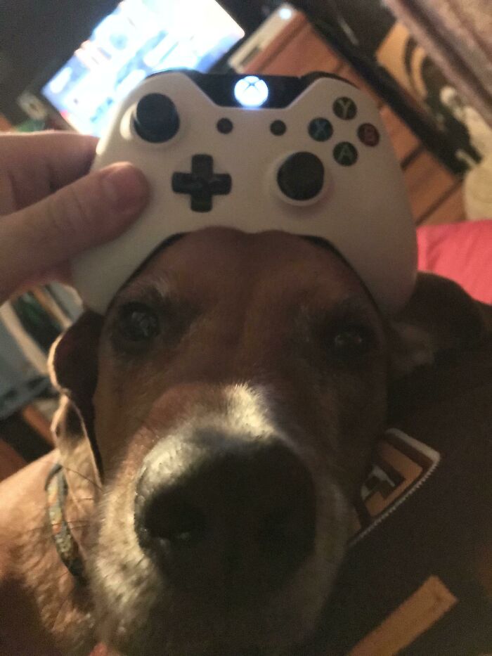Dog with a gaming controller on its head, showcasing random intelligence in a playful moment at home.