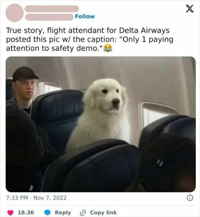 Flight attendant shares funny meme of a cute dog sitting attentively on a plane, highlighting mischievous dog humor.