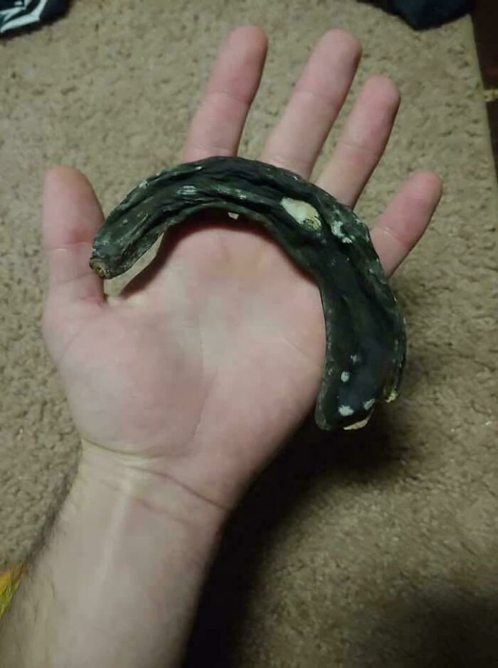 A hand holding a shriveled, blackened object found in an elevator pit showing strange and disturbing items.