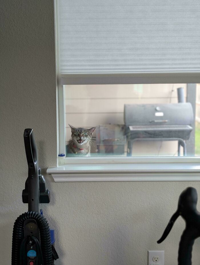 Hilarious cat meowing outside a window with vacuum cleaner inside room