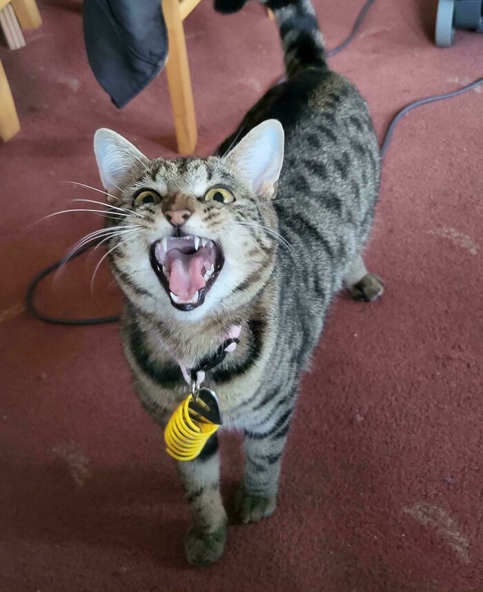 Striped tabby cat vocalizing with collar on red carpet