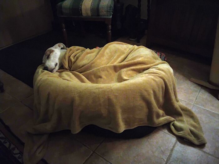 A dog sleeping under a blanket, creating an Accidental Renaissance aesthetic.