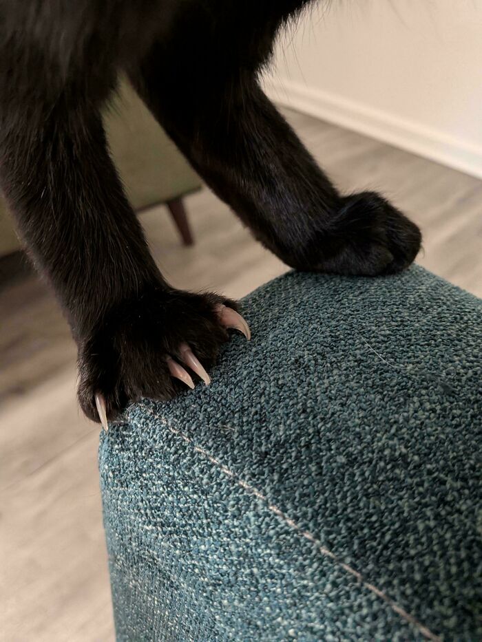 Close-up of a black cat with prominent cat claw pictures dug into a blue textured couch.