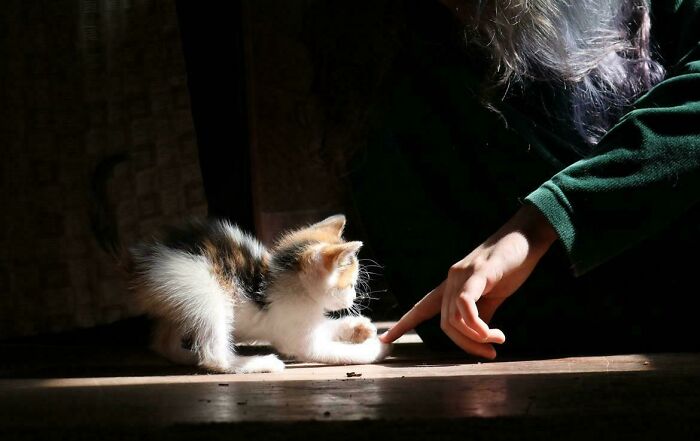 A kitten playing with a human finger under dramatic light, a cute Accidental Renaissance moment.