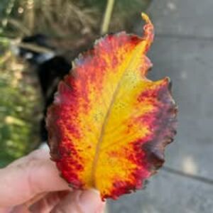 crispinbixler avatar