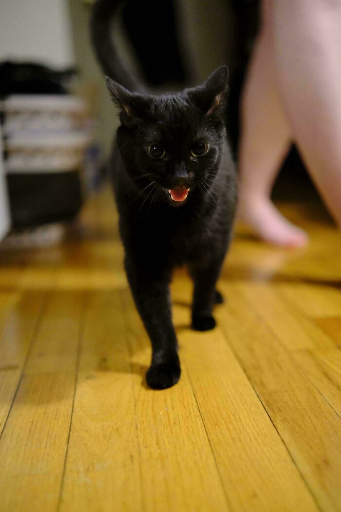 Black cat walking and meowing on wooden floor at home